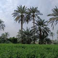  منظر عام لمزرعة الصبيخة قرية كرانة 